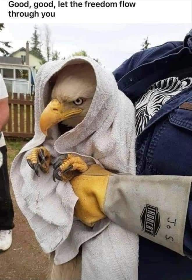 This meme features an image of a baby eagle being held by a person wearing a large, furry glove. The text "Good boy" appears in the caption, implying that the person is praising the eagle for doing something right. The image is likely humorous because it's a playful and ironic take on the typical "good boy" phrase.